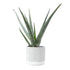 Aloe vera — Ø12 x H45 cm — Listo para colocar — Cerámica jade - Verdeia - 1