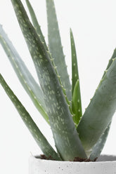 Aloe vera — Ø12 x A45 cm — Listo para colocar — Cerámica jade - Verdeia - 2