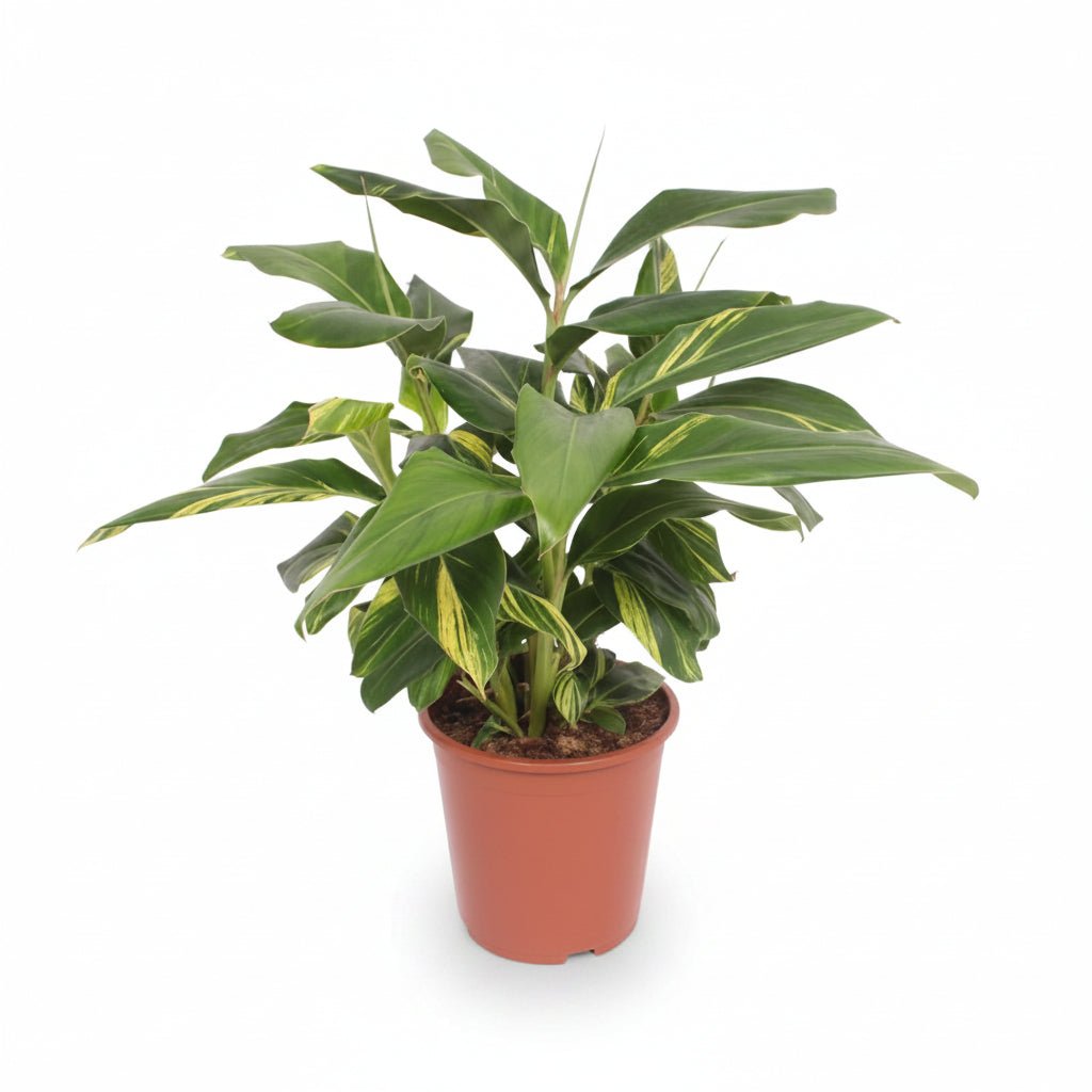 Alpinia zerumbet &