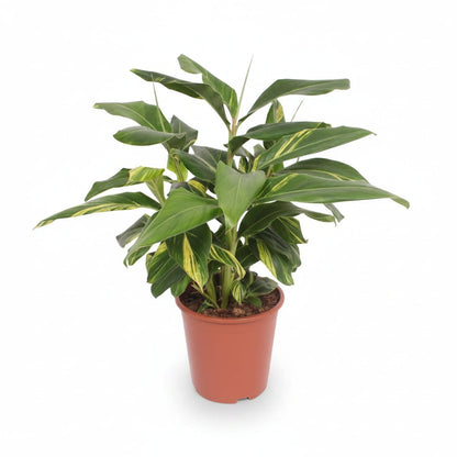 Alpinia zerumbet &