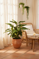 Alpinia zerumbet &