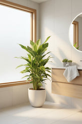 Alpinia zerumbet &
