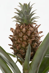 Rosita Pineapple — Ornamental Pineapple — Ø12 x H35 cm — Ready to display — White ceramic - Verdeia - 2