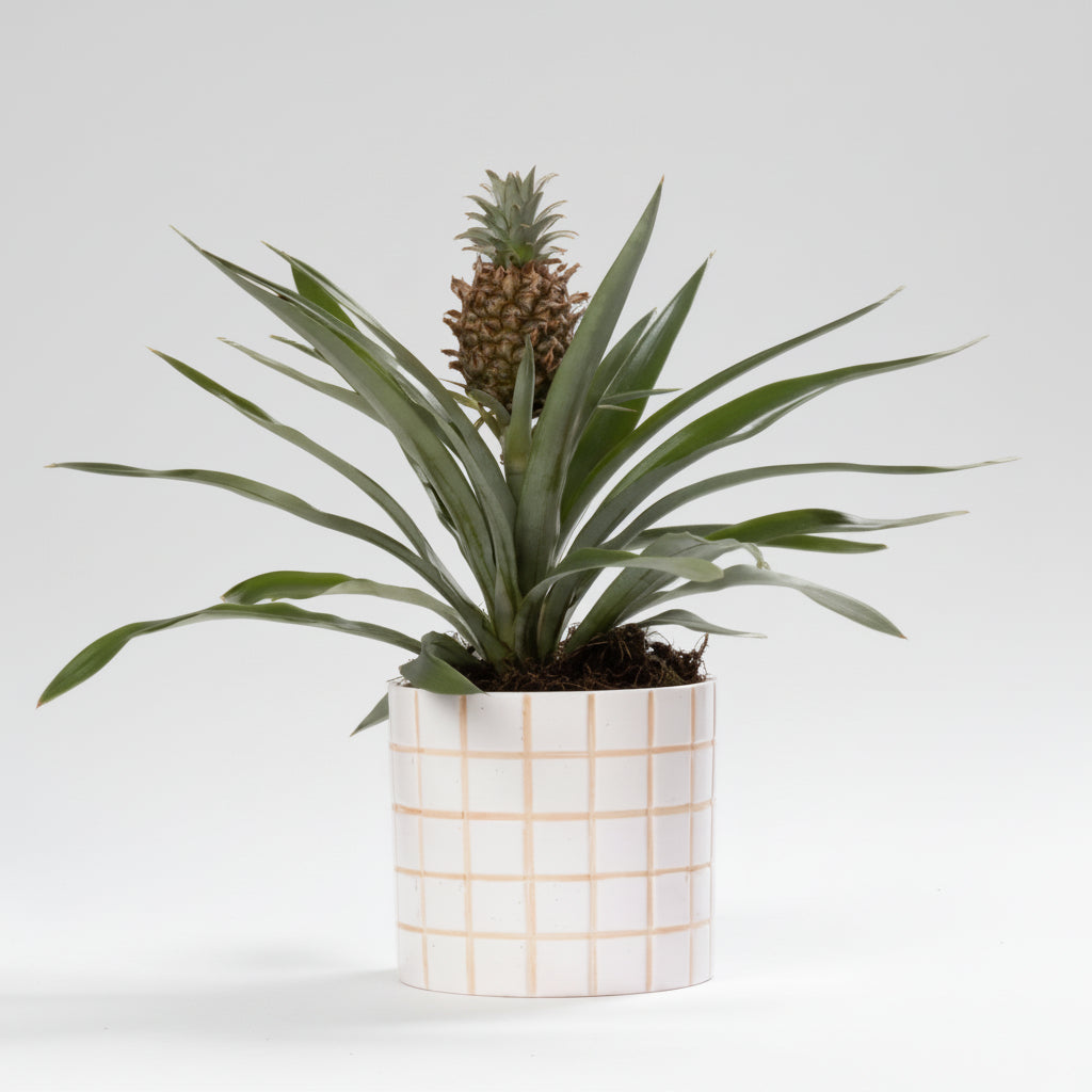 asda ornamental pineapple plant Rosita Pineapple — Mini tropical ornamental pineapple