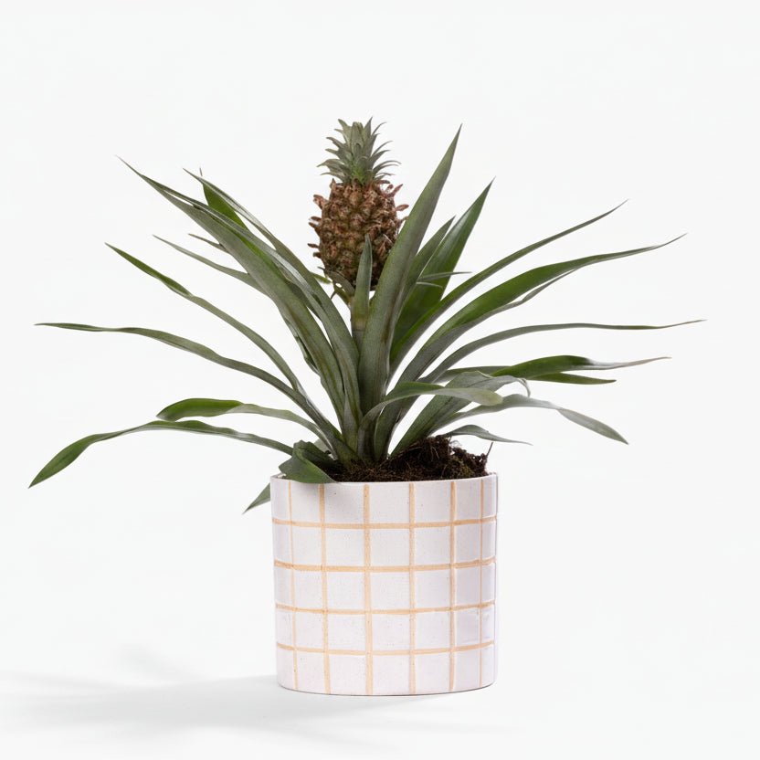 Ananas Rosita — Piña decorativa — Ø12 x H35 cm — Lista para colocar — Cerámica blanca - Verdeia - 1