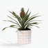 Rosita Pineapple — Ornamental Pineapple — Ø12 x H35 cm — Ready to Display — White Ceramic - Verdeia - 1