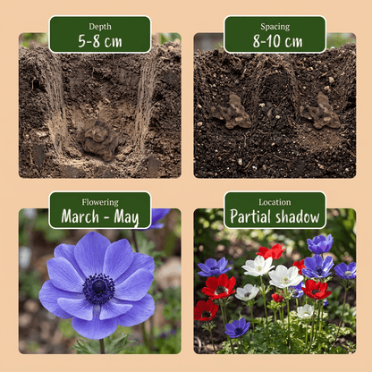 Anémone de Caen en mélange (Anemone coronaria) — Bulbes calibre 5/6 - Verdeia - 6