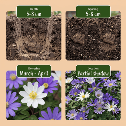 Anémone de Grèce en mélange (Anemone blanda) — Bulbes calibre 4/5 - Verdeia - 6