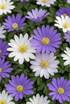 Anémone de Grèce en mélange (Anemone blanda) — Bulbes calibre 4/5 - Verdeia - 1