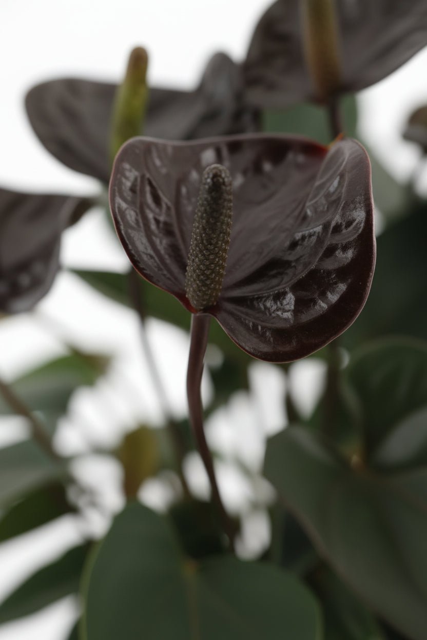 Anthurium Black Love (Flor de flamenco) — H36 cm | Maceta Ø12 cm - Verdeia - 2