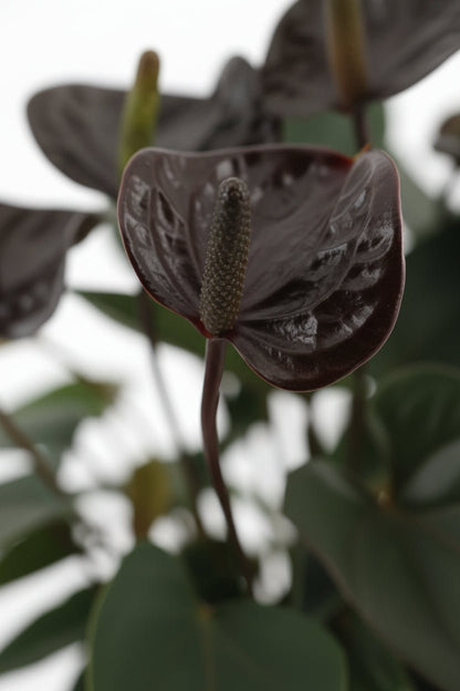 Anthurium Black Love (Flor de flamenco) — H36 cm | Maceta Ø12 cm - Verdeia - 2