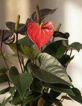 Anthurium Black Love — Ø12 cm — H36 cm - Verdeia - 2