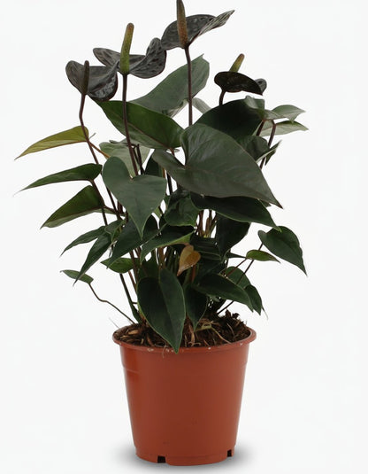 Anthurium Black Love — Ø12 cm — H36 cm - Verdeia