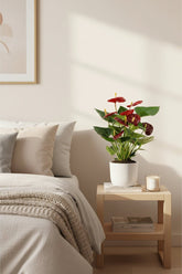 Anthurium Calon (Flamingo Flower) — H36 cm | Pot Ø12 cm - Verdeia - 5