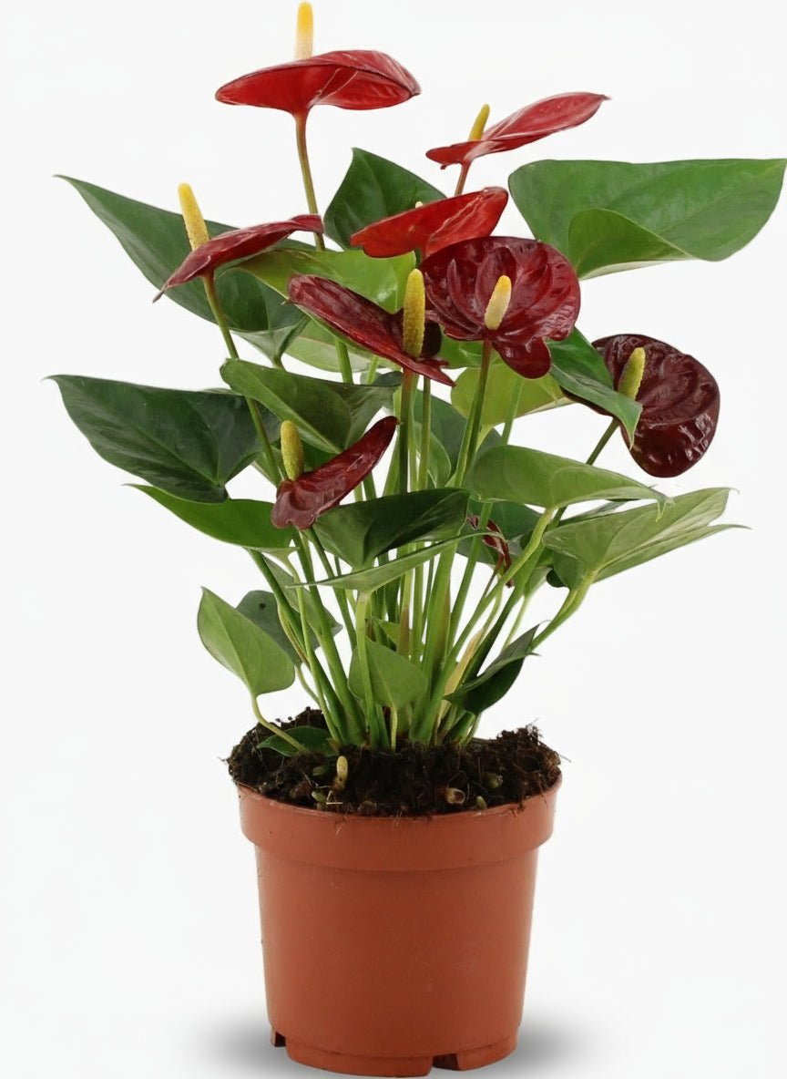 Anthurium Calon — Ø12 cm — H36 cm - Verdeia