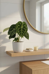 Anthurium clarinervium (Cor de vellut) — H25 cm | Test Ø15 cm - Verdeia - 3