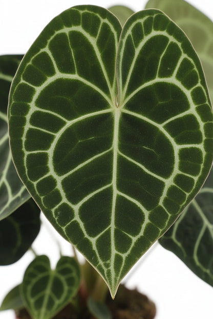 Anthurium clarinervium (Cor de vellut) — H25 cm | Test Ø15 cm - Verdeia - 2