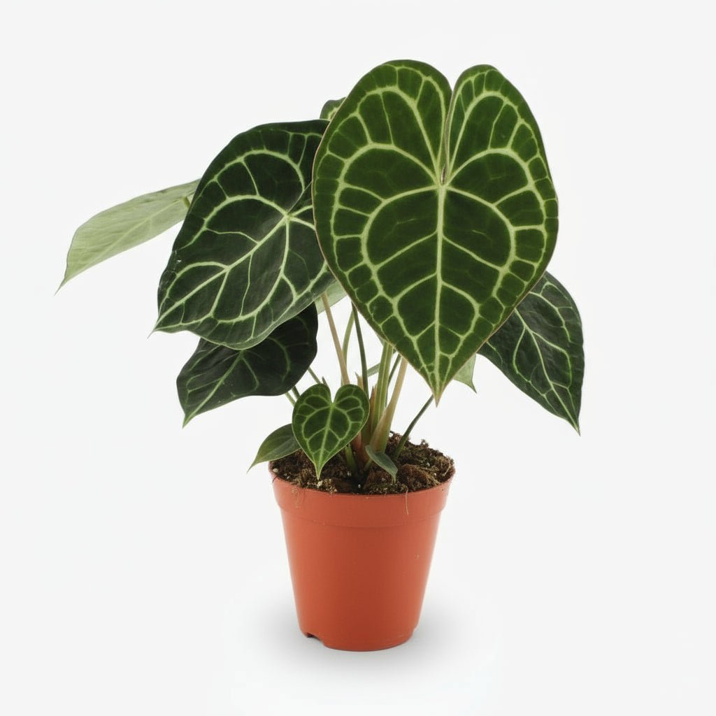 Anthurium Clarinervium — Ø15 cm — H25 cm - Verdeia - 1