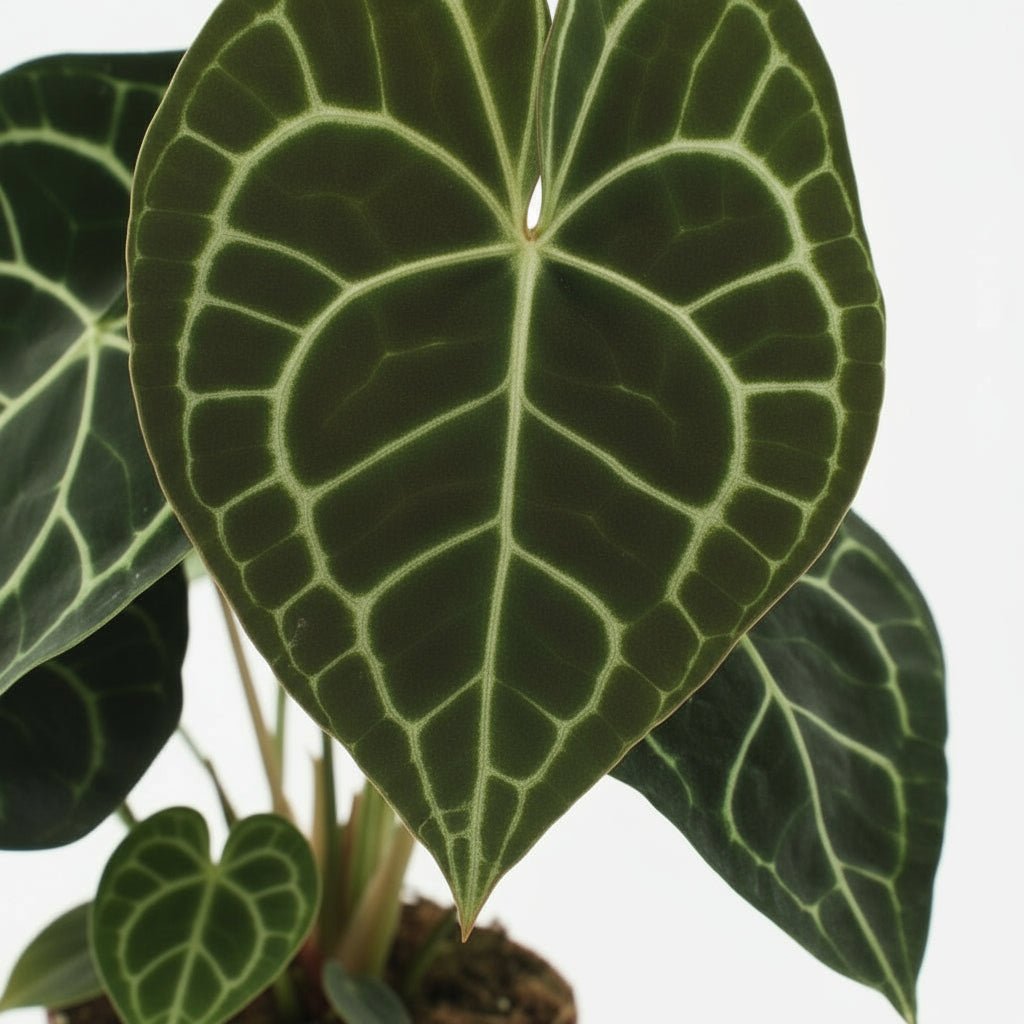 Anthurium Clarinervium — Ø15 cm — H25 cm - Verdeia - 2