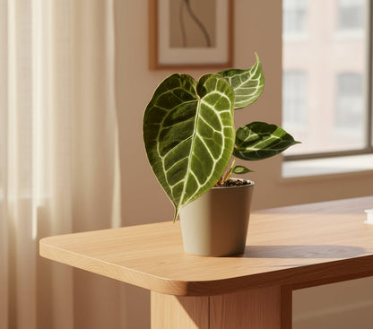 Anthurium Crystallinum - 12 x 20 cm - Verdeia