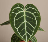 Anthurium Crystallinum - 12 x 20 cm - Verdeia - 2