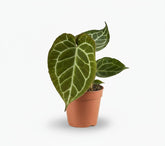 Anthurium Crystallinum - 12 x 20 cm - Verdeia - 1