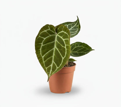 Anthurium Crystallinum - 12 x 20 cm - Verdeia