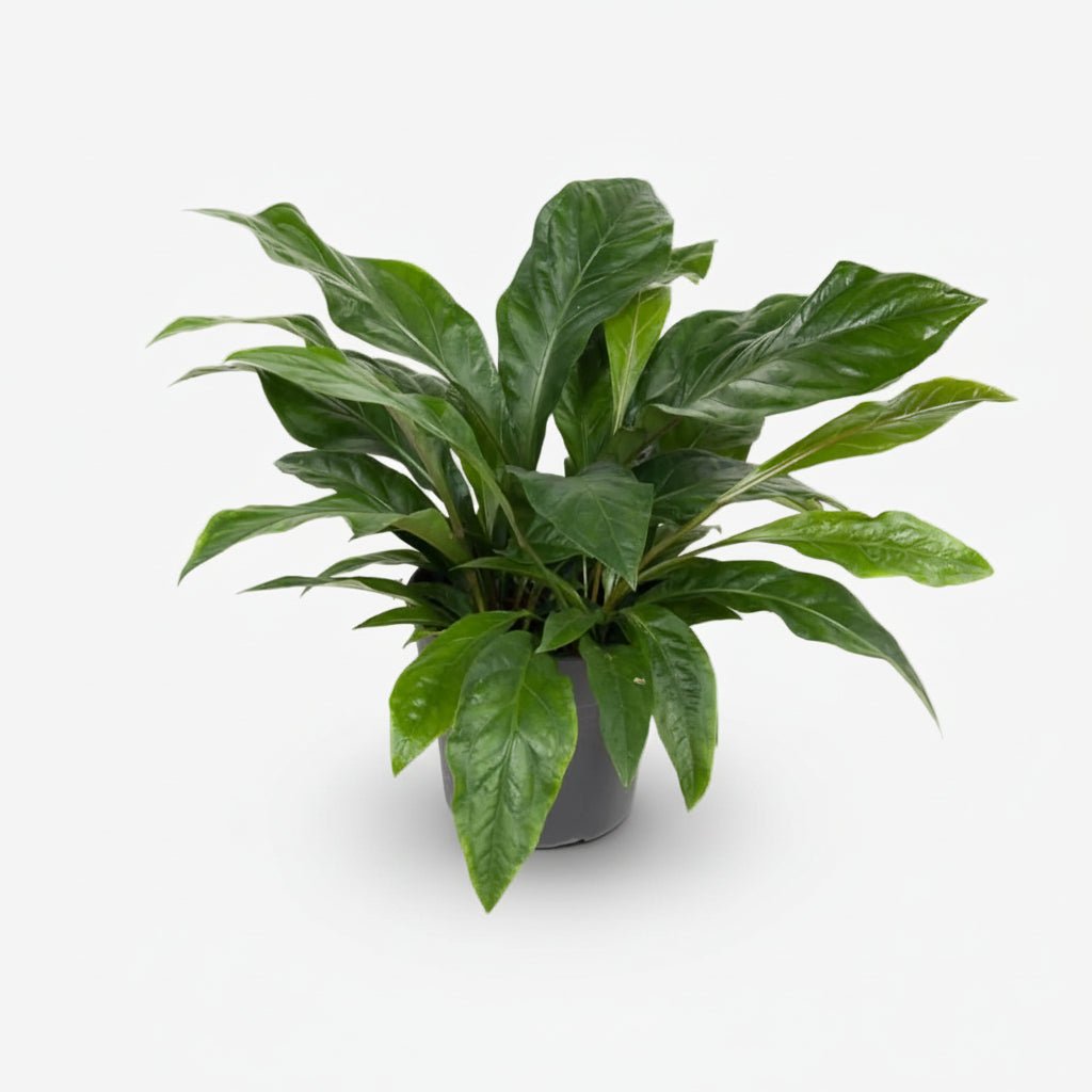 Anthurium Jungle Bush - H70 cm | Pot Ø30 cm - Verdeia - 1