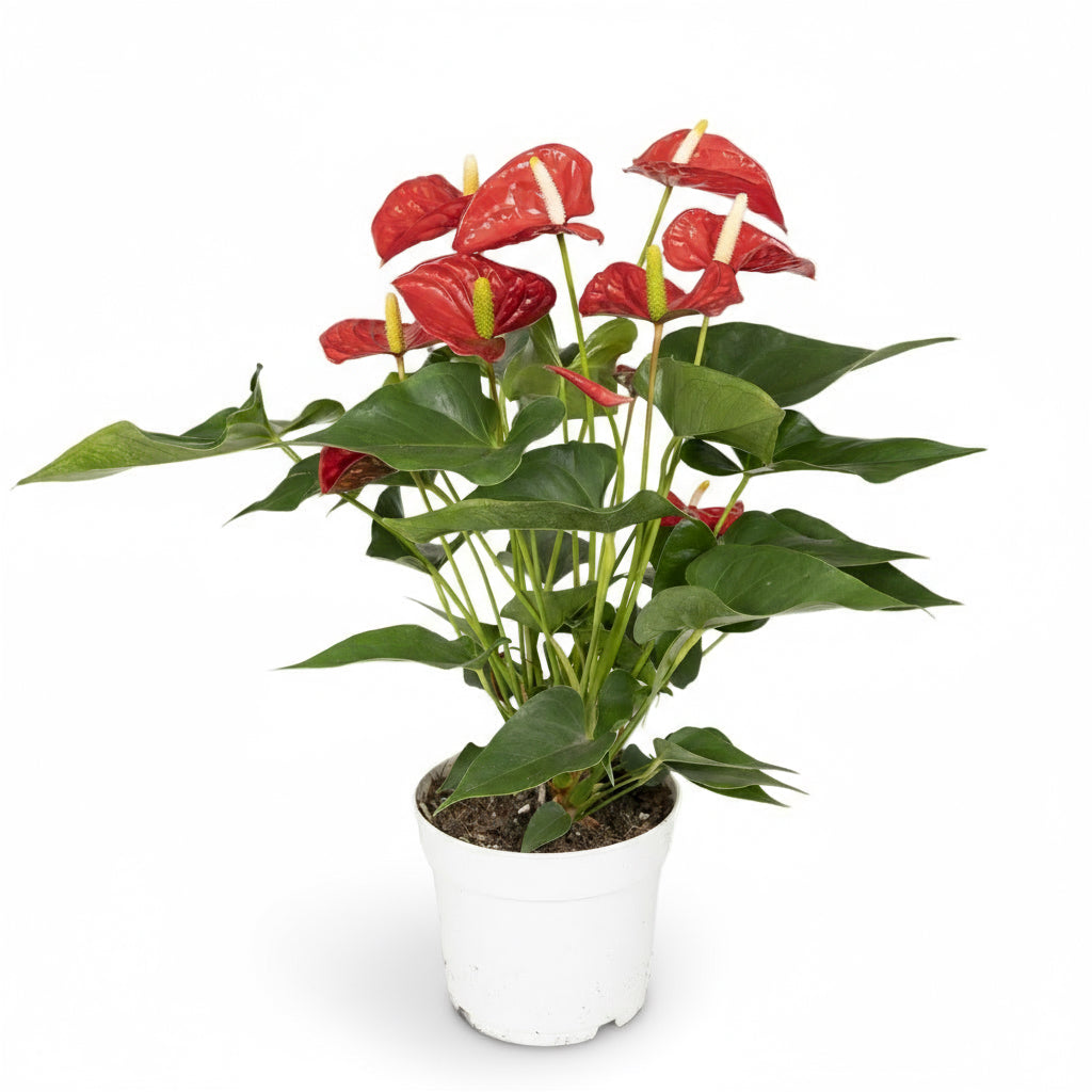 Anthurium Red – Fleur de Flamant / Langue de feu - Verdeia