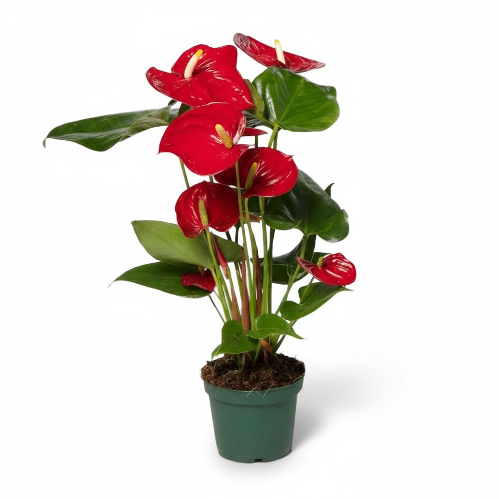 Anthurium Red – Fleur de Flamant / Langue de feu - Verdeia