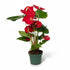 Anthurium Red – Fleur de Flamant / Langue de feu - Verdeia