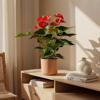 Anthurium Red – Fleur de Flamant / Langue de feu - Verdeia