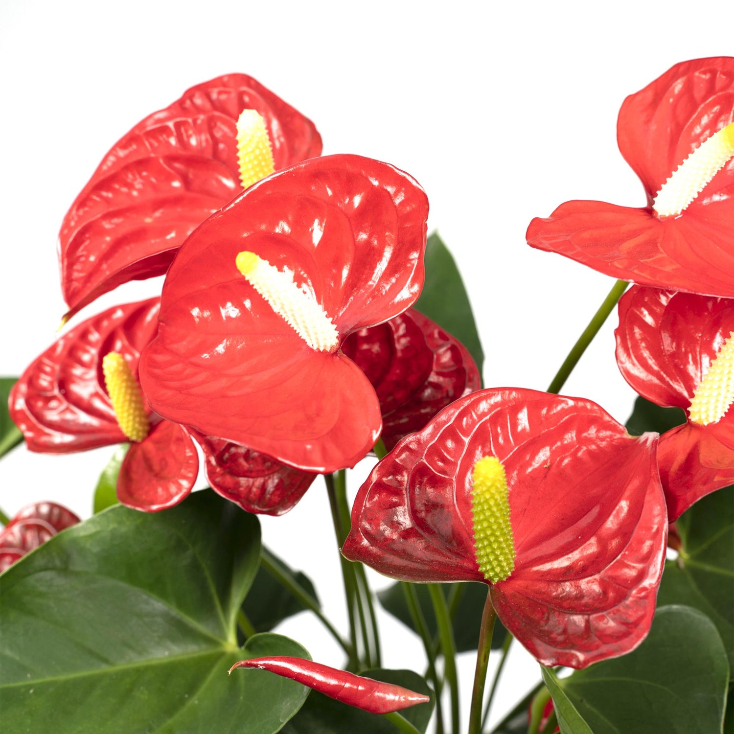 anthurium fire Anthurium Red — Red Flamingo Flower Bloom