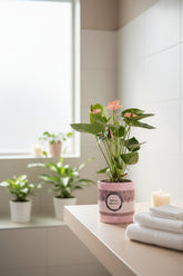 Anthurium rose &