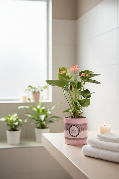 Anthurium rose &