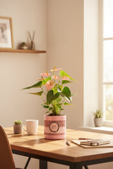 Anthurium rose &
