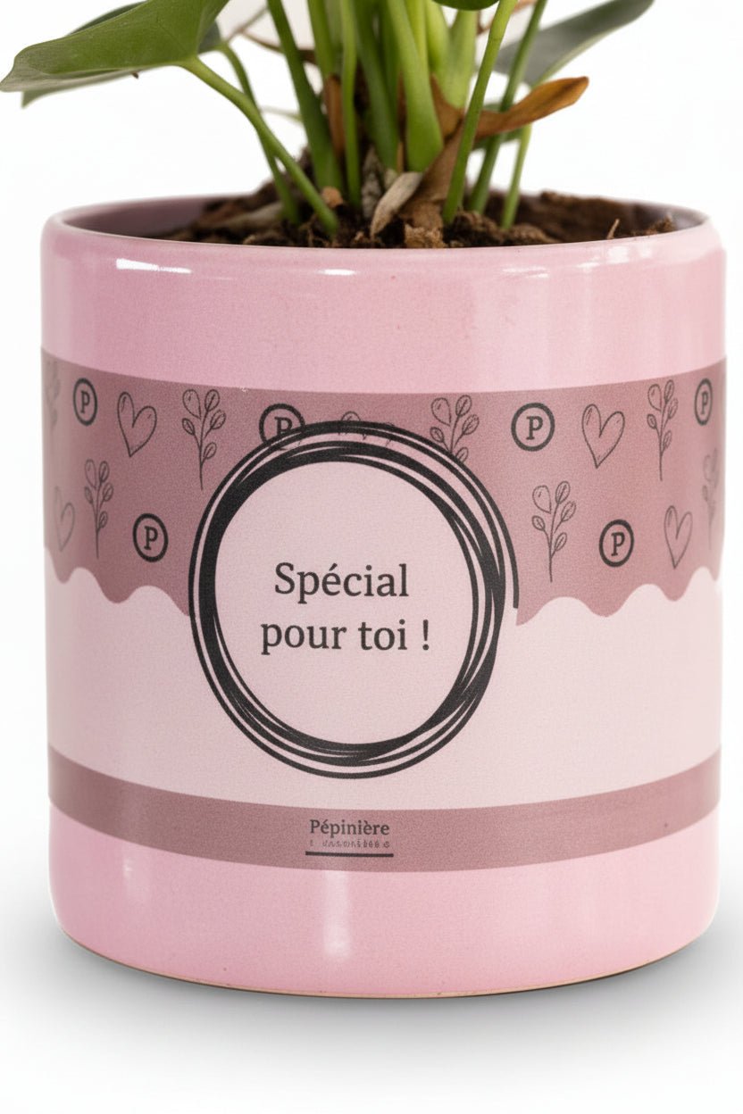 Anthurium rose &