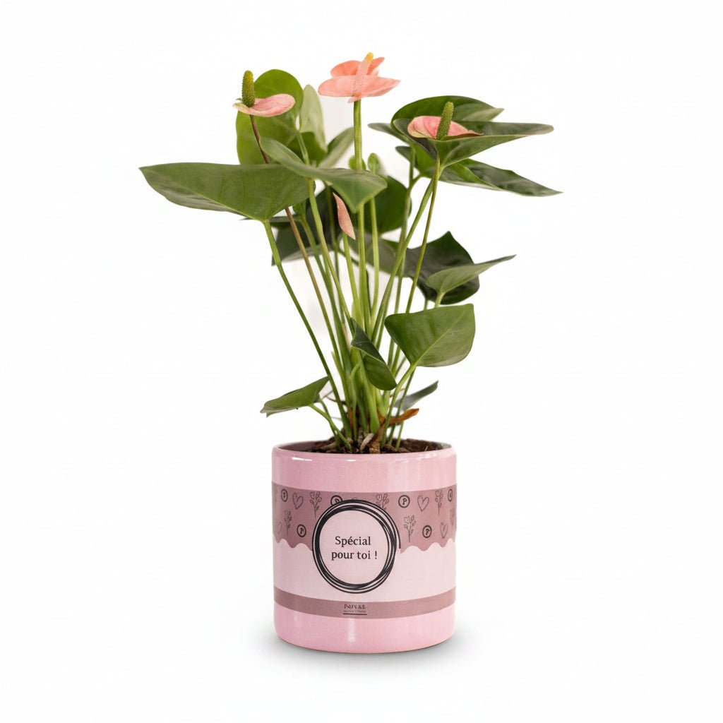 Anthurium rose &