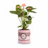 Anthurium rose &