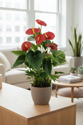 Anthurium Success Rojo — Anthurium rouge — Ø14 cm — H43 cm - Verdeia - 3