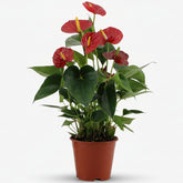 Anthurium Success Rojo — Anthurium rouge — Ø14 cm — H43 cm - Verdeia - 1