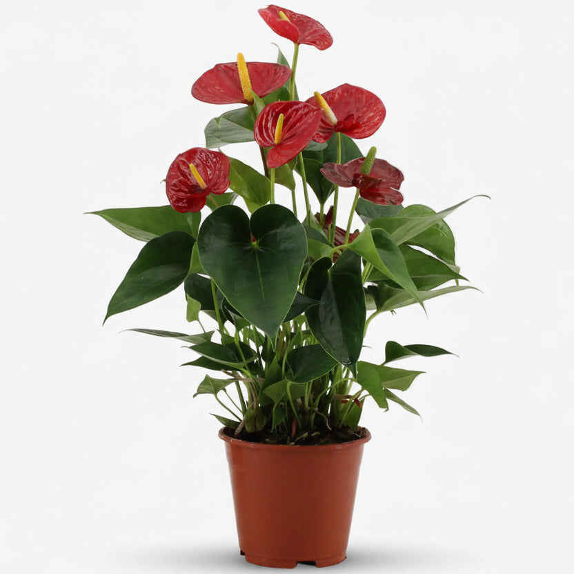 Anthurium rojo Success Red en su maceta de cultivo sobre fondo blanco