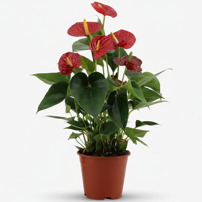 Anthurium Success Rojo — Anthurium rouge — Ø14 cm — H43 cm - Verdeia - 1
