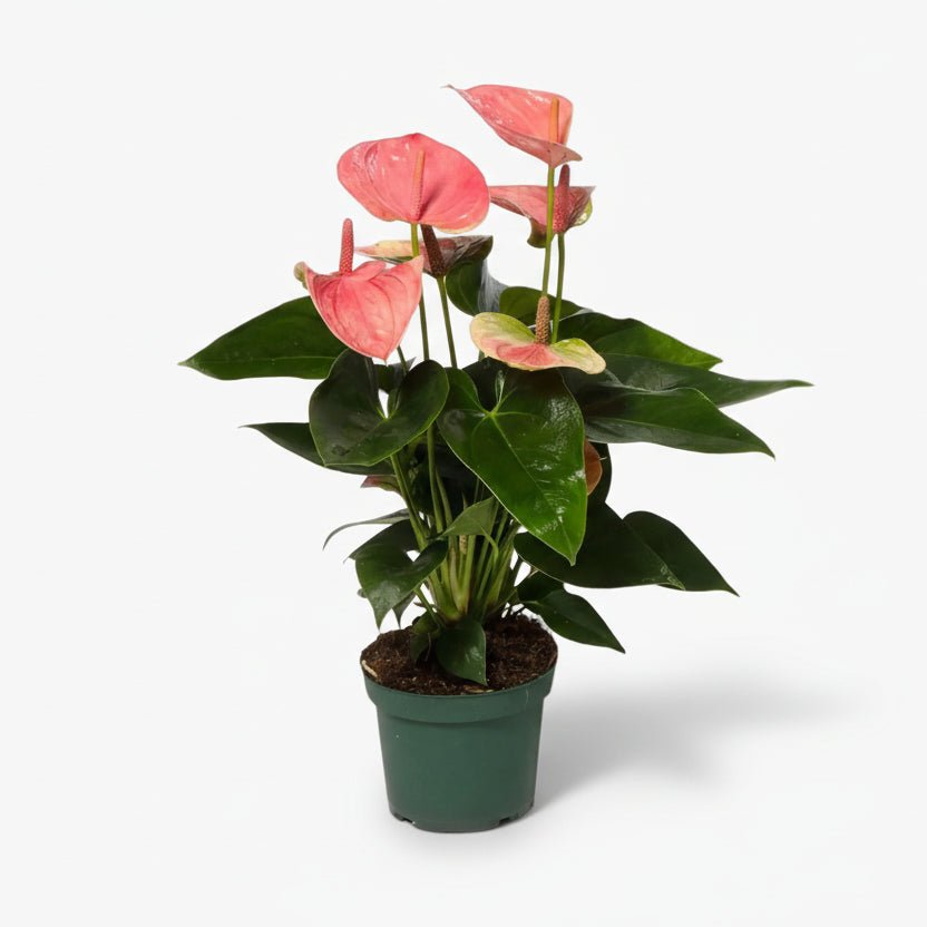 anthurium andreanum rød Anthurium andreanum 'Sweet Dream' — Fleur de Flamant rose