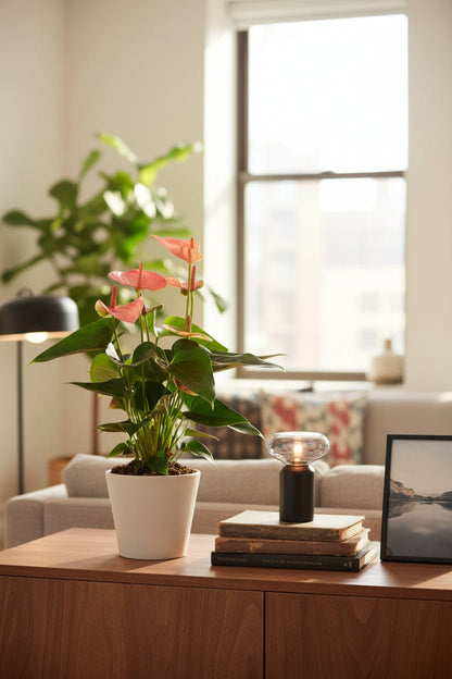 Anthurium Sweet Dream — Ø12 cm — H35 cm - Verdeia - 3