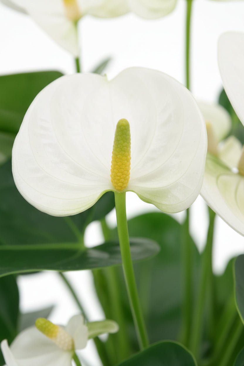 Anthurium Blanco (Flamingo blanc) — H43 cm | Maceta Ø12 cm - Verdeia - 2