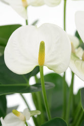 Anthurium Blanco (Flamingo blanc) — H43 cm | Maceta Ø12 cm - Verdeia - 2