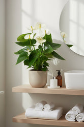 Anthurium Blanco (Flamingo blanc) — H43 cm | Maceta Ø12 cm - Verdeia - 5
