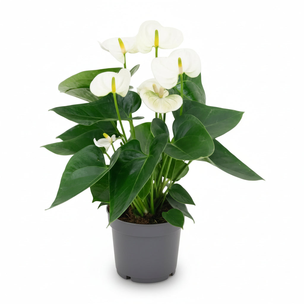 Anthurium White — Ø12 cm — H43 cm - Verdeia - 1
