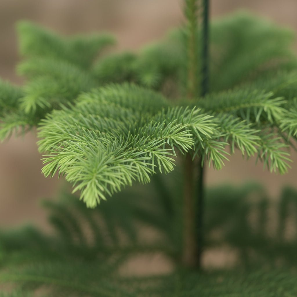 Araucaria heterophylla – Pin de Norfolk – Ø21cm – ↕70cm - Verdeia